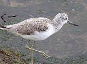 Archibebe claro-tringa nebularia-greenshank