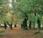 bosques españoles, ejemplo biodiversidad