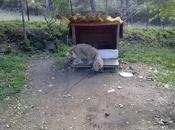 urgente, atada acechada cazadores