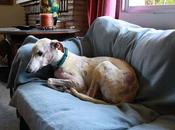 Novedades Luz, preparad lagrimas felicidad