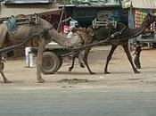 India Norte. Jaipur