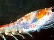 Propiedades aceite Krill