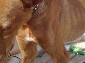Podenco pedrín, dejaron atado para muriese hambre