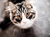 poder mágico gatos