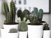 Decorar plantas: plantas todoterreno