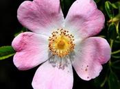 Rosa mosqueta (Rosa eglanteria)