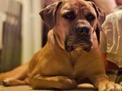 Boerboel