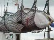 Japón mata ballenas preñadas ejemplares inmaduros caza ‘científica’