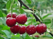 parpadea pierde: siete pecados mortales diagnóstico glaucoma.