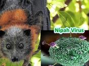 Tres nuevas preocupaciones virológicas: Nipah, polio gripe