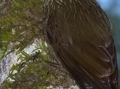 Trepador oscuro (Planalto Woodcreeper) Dendrocolaptes platyrostris