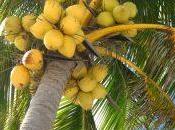 piensas palmera cocos…!