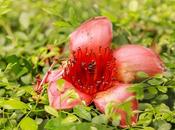 flor China