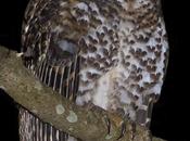 Lechuza Listada (Rusty-barred Owl) Strix hylophila (Temminck, 1825)