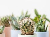 DIY: maceteros mini colores para cactus favoritos