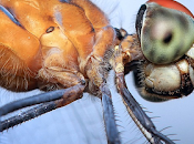 mosca pared: científicos comparan visión especies.