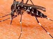 Enemigo común. Mosquito