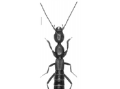 Nueva especie coleóptero Grecia