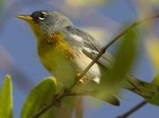 Ciguita Parula Northern Setophaga americana (Linnaeus, 1758)
