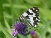 Mariposas centaureas