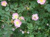 Rosa eglanteria Clematis jackmanii