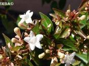 Abelia está floreciendo
