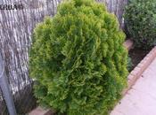 Thuya occidentalis "Danica"