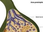 Mente sea) cerebro
