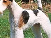 Terrier