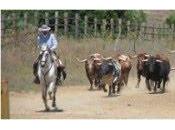 Toros caballos campo abierto