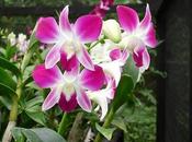 orquídeas
