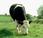 Vacas producen leche similar materna humana