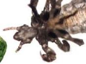 Chirimoya contra piojos