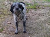 Perrita buenisima viviendo bajo lluvia, siquiera comida. (Toledo)