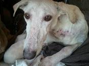 Carlota, galga necesita ayuda. URGENTE (Hellin, Albacete)