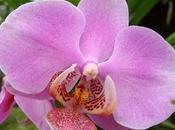 Orquídeas Riego Trasplante