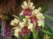 Cattleya híbrida