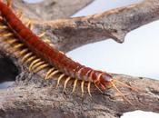 Cuba invertebrada
