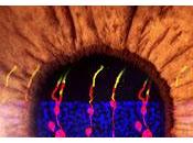 Logran Revertir Eficazmente Amaurosis Congénita