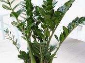 Zamioculcas Feng Shui