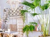 Decorar plantas: Cómo cuidar palmeras dentro casa