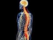 Descubren Túneles Secretos conectan Médula ósea Cerebro