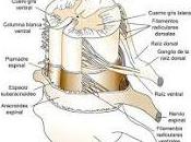Consiguen como Regenerar Fibras Médula Espinal