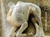 camello-dromedario