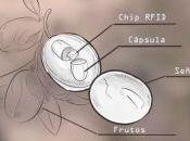 Aceitunas contra robo