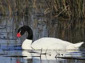 Cisne comiendo