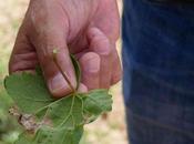 Vilarnau vendimia ecológica Sant Sadurní d’Anoia