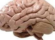 Cerebro predice palabras antes pronuncien