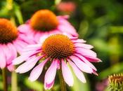 productos naturales conozcas