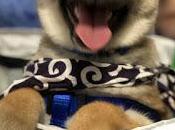 presento a....
